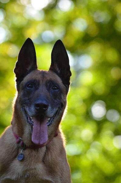 Malinois, Belgický Ovčák, Portrét