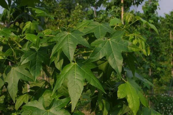 Jantar (LIQUIDAMBAR) Různé odrůdy | Trombone Tree Nursery Trombone Nursery 