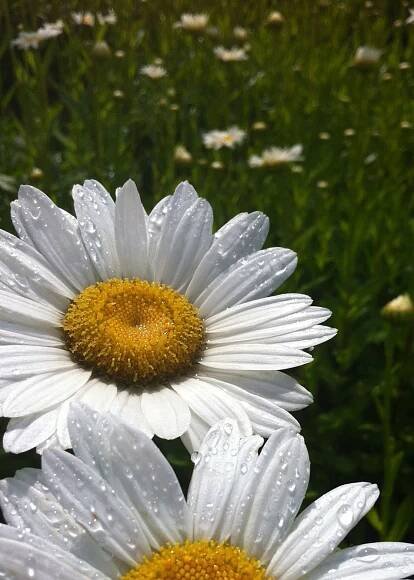 Close-up of Daisy Flowers with Water Droplets