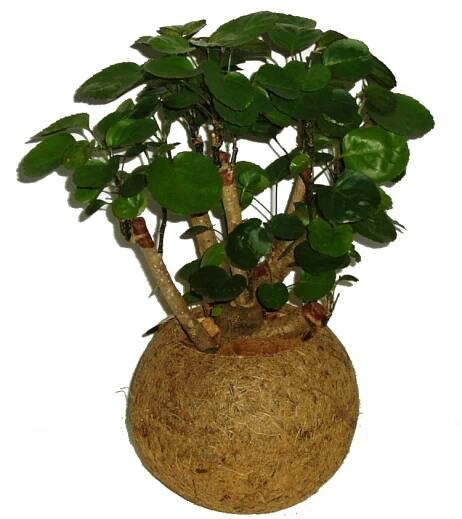 Kokodama Polyscias stínovka