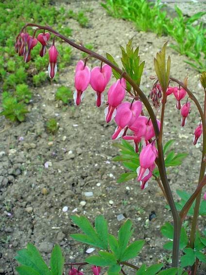 Soubor:Lamprocapnos spectabilis 002.JPG – Wikipedie