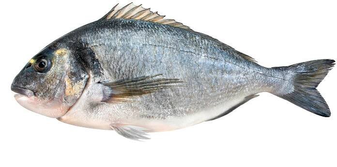 Dorade