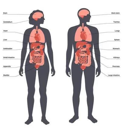 Vnitřní orgány v lidském těle infografické. Životní části biologického systému. Anatomický diagram s trávicím, respiračním, močovým ústrojím u siluety mužského a ženského pohlaví — Ilustrace