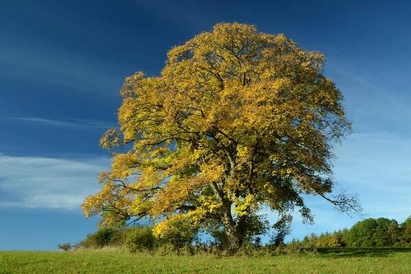 Acer pseudoplatanu