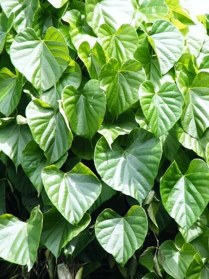 Tinospora