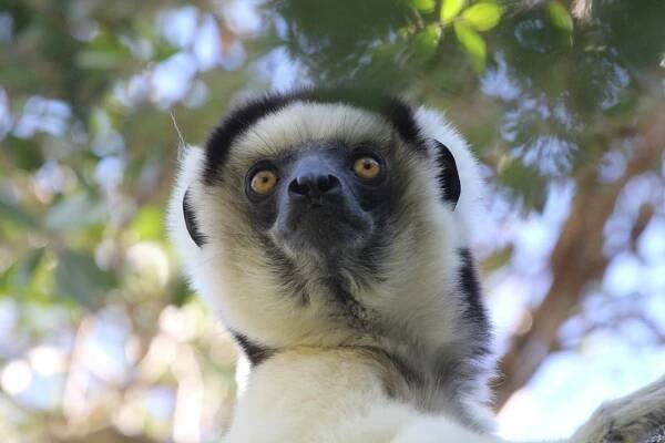Madagascar – Scotoma Images