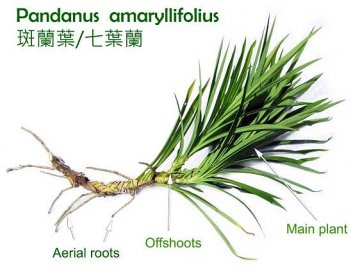 Pandanus  amaryllifolius 斑蘭葉/七葉蘭