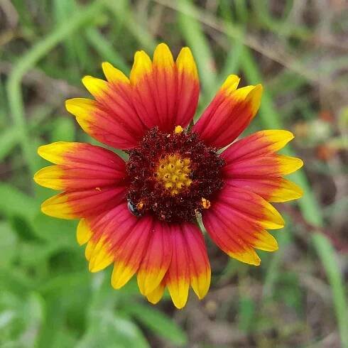 Firewheel - another sunflower look-alike
