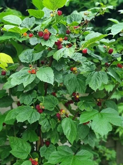 Maliník Raspberry Tower PBR (kontejner p21) za 999.00CZK - Allegro