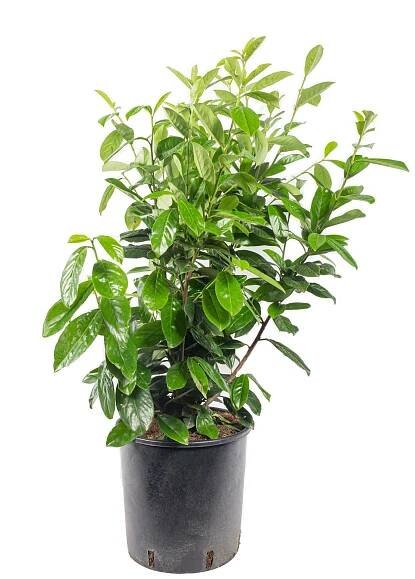 Bobkovišeň lékařská, Prunus laurocerasus Novita, velikost kontejneru 10 l
