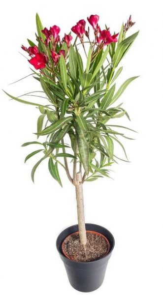 Oleandr obecný, Nerium oleander, na kmínku, skladem | ZAZUMi.cz