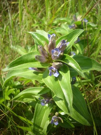 Soubor:Gentiana cruciata czech.jpg – Wikipedie