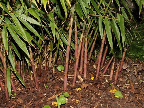 Fargesia murielae - Cold-hardy.com