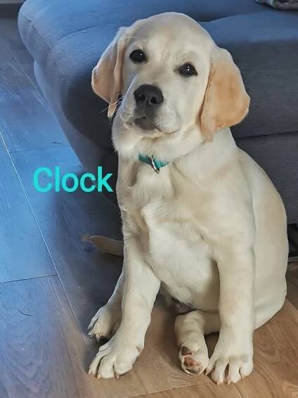 Chovatelská stanice labradorů Polepy u Kolína
