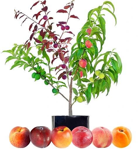 Stone Fruit Tree