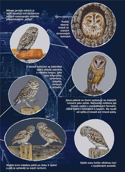 grafika Naše synantropní sovy II