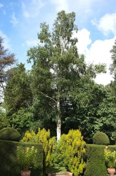 Betula utilis B jacquemontii