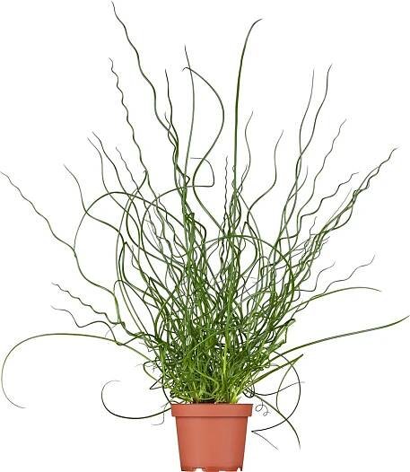 OBI Sítina rozkladitá zelená průměr květináče cca 13 cm Juncus effusus