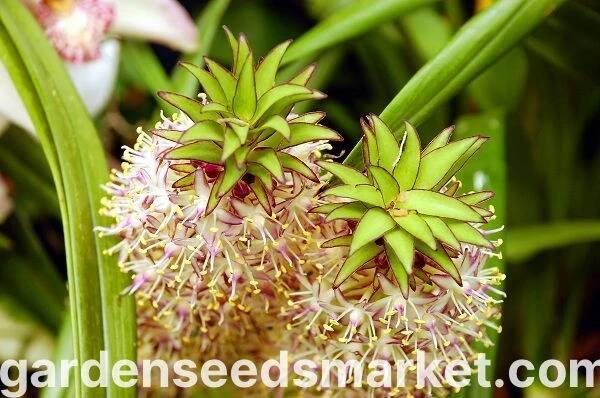 Eucomis bicolor - ananasová lilie - 2 ks – Garden Seeds Market | Doprava zdarma