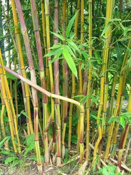 Bambus 'Spectabilis'