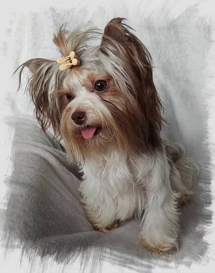 Color Yorkshire Terrier – Jane's Wonderful Dream