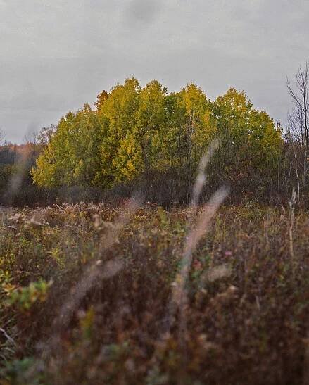 Fall Film 05sm.jpg