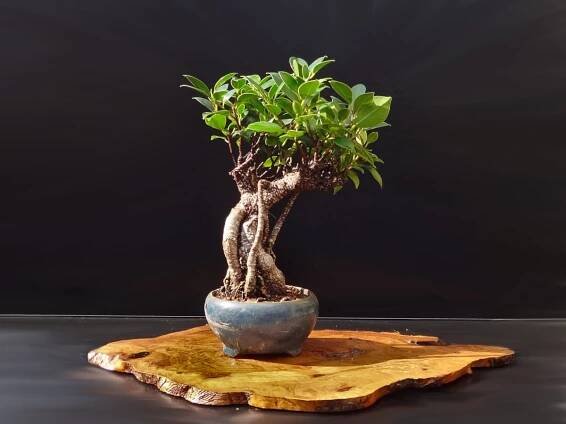 Ficus microcarpa – bonsai pruning, watering, care and varieties