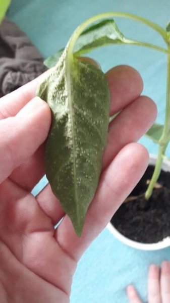 paprika - priesady - choroba - Choroby | Zahrada.sk