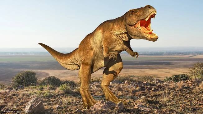 3D Animated Tyrannosaurus Rex Collection for Cinema 4D