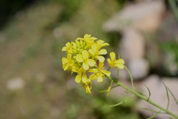 Soubor:Brassica juncea var. juncea 3.JPG – Wikipedie