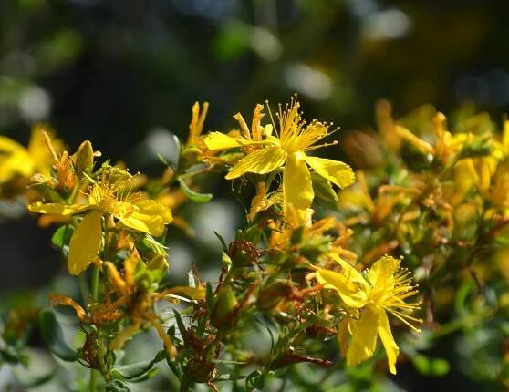 St. John's Wort