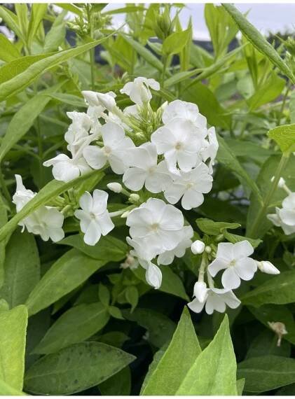 Phlox paniculata DAVID - plamenka latnatá, flox - Lukon Glads s.r.o.