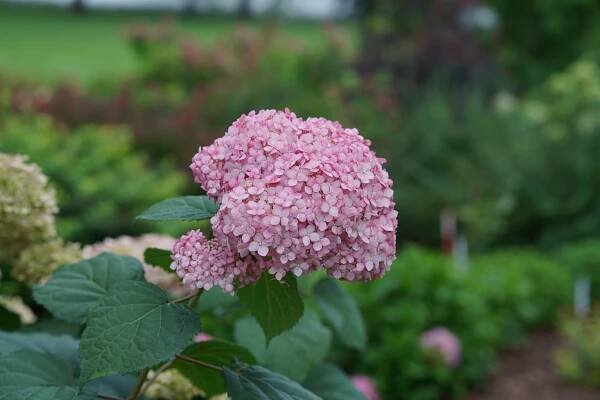 Plant of the Week: INVINCIBELLE® Spirit II Smooth hydrangea - Plant of the Week