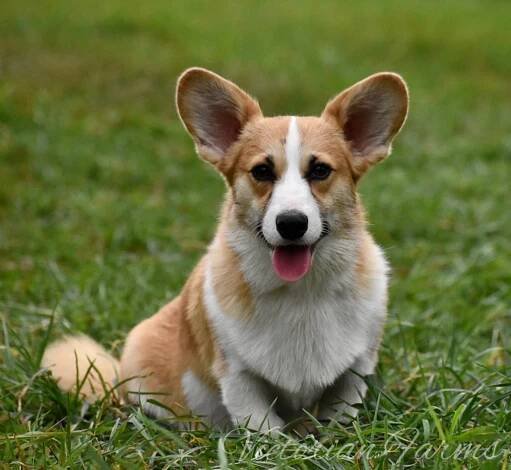 Our Corgis – Victorian Farms
