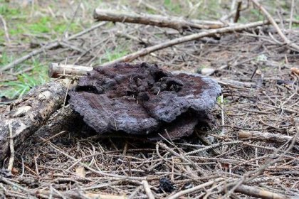 Říše houby (Fungi) | Houby České republiky