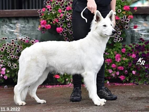ANNIE ANGEL White Queen Isabell - bily-ovcak.cz