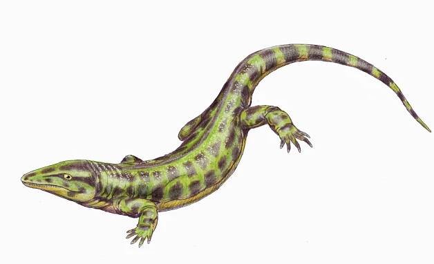 Soubor:Solenodonsaurus1DB.jpg