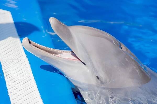 Marineland Mallorca Delfines