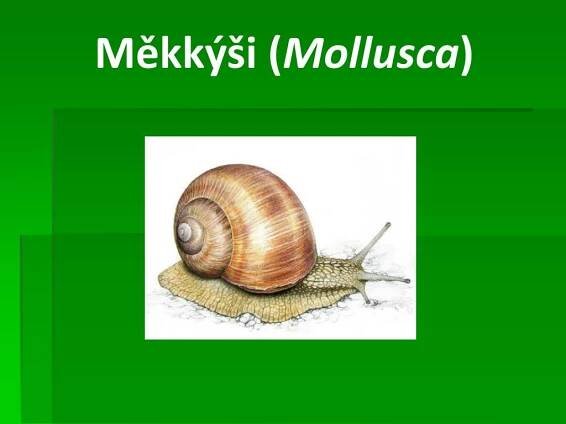 PPT - Měkkýši ( Mollusca ) PowerPoint Presentation, free download - ID:4827102