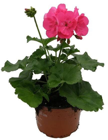 Muškát vzpřímený, Pelargonium zonale, průměr květináče 12 cm, mix barev