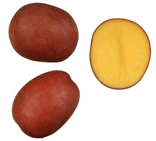 Sadbové brambory Red Anna - polorané, červené, odolné plísni, varný typ A/B, 5 kg (BIOM)
