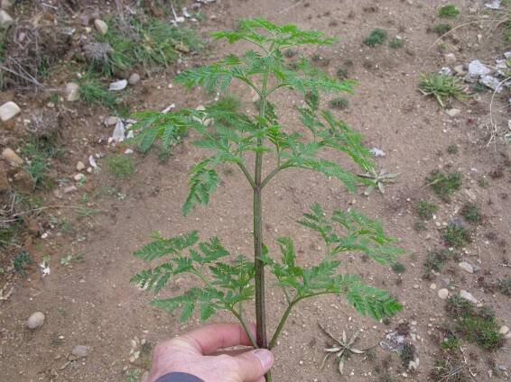 By Harry Rose from South West Rocks, Australia (Conium maculatum leaf4) [CC BY 2.0 (http://creativecommons.org/licenses/by/2.0)], via Wikimedia Commons