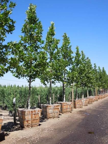 Platanus acerifolia 'Columbia' - Boething Treeland Farms