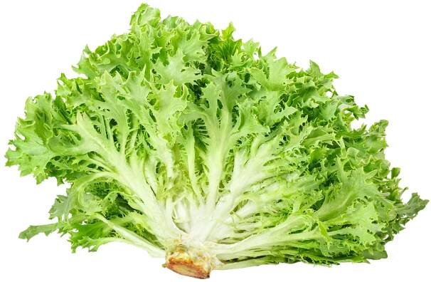 Salat_frisee