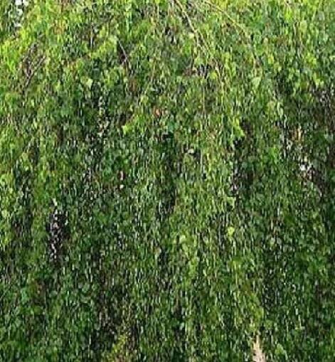Bříza himalájská 'Long Trunk' - Betula utilis 'Long Trunk'