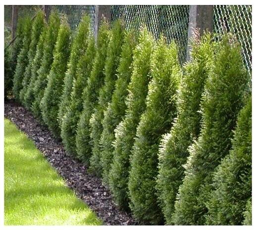 Thuja occidentalis 'Smaragd' - zerav západní - Okrasné dřeviny Ing. Milan Žižka