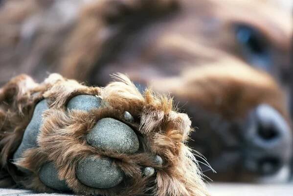 Veterinář radí: V létě dávejte pozor na přehřátí psa, osiny v tlapkách i tzv. hot spot | Slevomat.cz