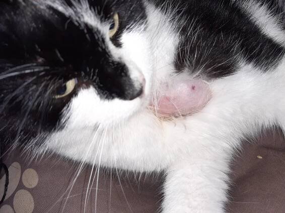 cesta u kočky? | RadaVeterináře.cz 