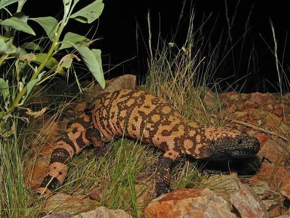Soubor:Reticulate Gila Monster.jpg – Wikipedie