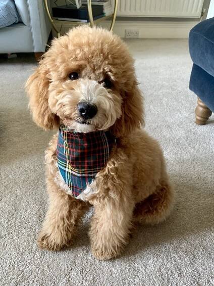 Cavapoochons | Licensed Breeders Cavapoochon UK